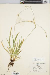 Carex arctata image