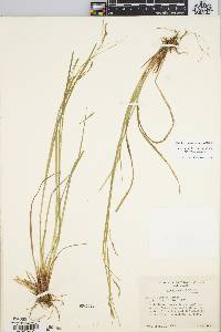 Carex debilis var. debilis image