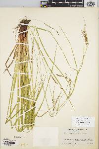 Carex debilis var. rudgei image