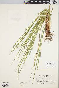 Carex debilis var. debilis image