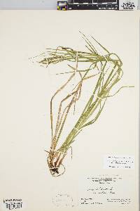 Carex debilis var. rudgei image