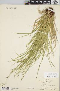 Carex debilis var. rudgei image