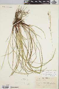 Carex debilis var. rudgei image