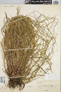 Carex debilis var. rudgei image