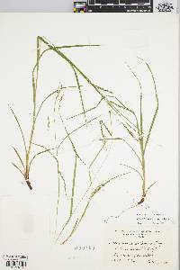 Carex debilis var. rudgei image