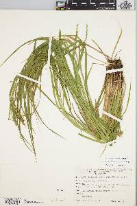 Carex debilis var. rudgei image