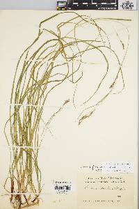 Carex debilis var. rudgei image