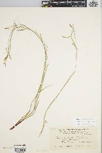 Carex debilis var. rudgei image