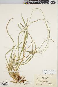 Carex debilis var. rudgei image