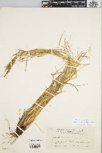 Carex debilis var. rudgei image