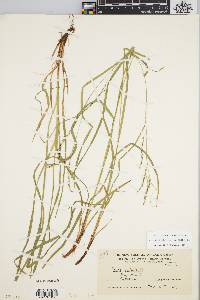 Carex debilis var. rudgei image