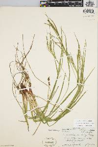 Carex debilis var. rudgei image