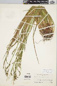 Carex debilis var. debilis image