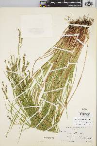 Carex debilis var. debilis image