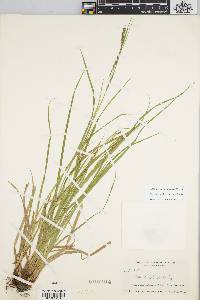 Carex debilis var. debilis image