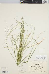 Carex debilis var. rudgei image