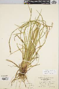 Carex debilis var. rudgei image