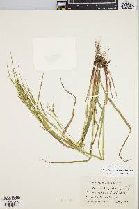 Carex debilis var. rudgei image