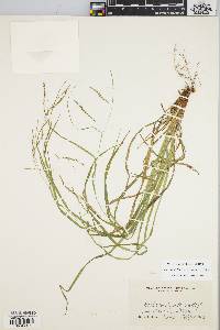 Carex debilis var. rudgei image