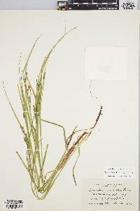 Carex debilis var. rudgei image