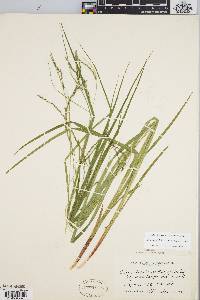 Carex debilis var. rudgei image