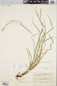 Carex debilis var. rudgei image