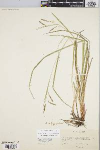 Carex debilis var. rudgei image