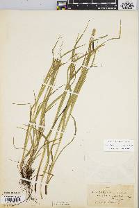 Carex debilis var. rudgei image