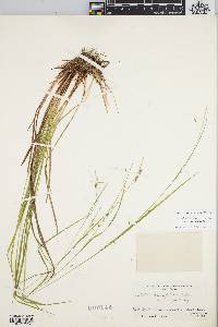 Carex debilis var. debilis image