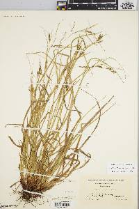 Carex debilis var. rudgei image