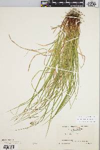 Carex debilis var. rudgei image