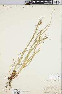 Carex debilis var. debilis image