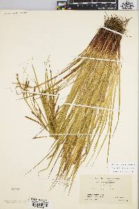 Carex debilis var. debilis image