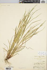 Carex debilis var. debilis image