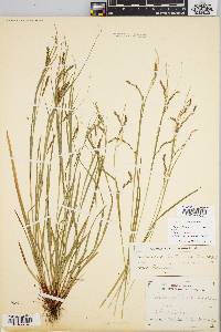 Carex debilis var. rudgei image