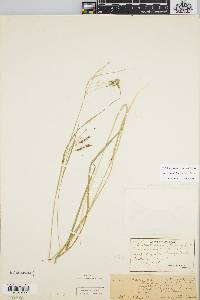 Carex debilis var. debilis image