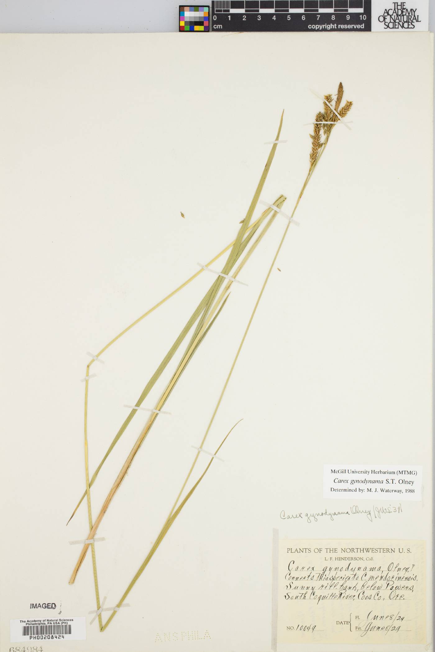 Carex gynodynama image