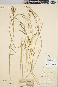 Carex debilis var. debilis image