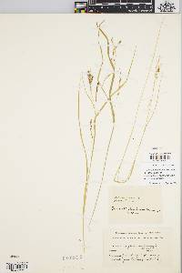 Carex debilis var. debilis image