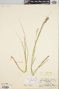 Carex debilis var. debilis image