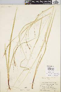 Carex debilis var. rudgei image