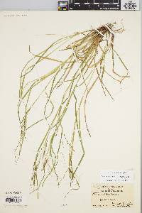 Carex debilis var. rudgei image