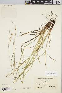 Carex debilis var. debilis image