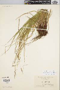 Carex debilis var. rudgei image