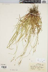 Carex debilis var. debilis image