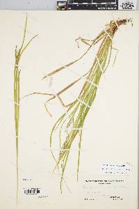 Carex debilis var. rudgei image