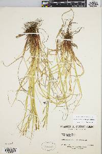 Carex debilis var. rudgei image