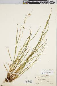 Carex debilis var. rudgei image