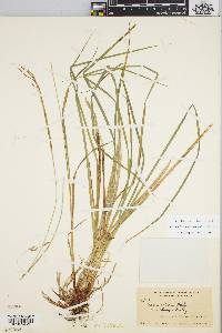 Carex debilis var. rudgei image