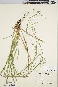 Carex debilis var. rudgei image